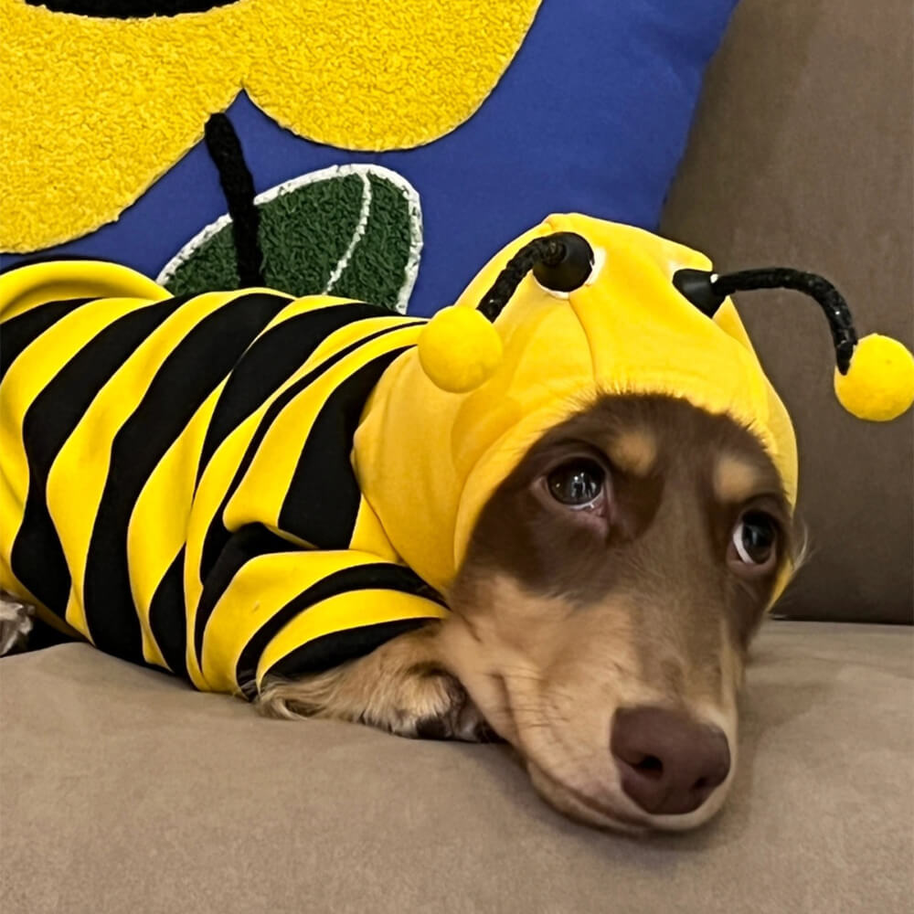 Bee Suit Quirky Funny Hooded Dog Costume