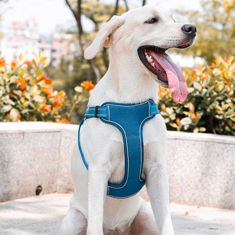 Arnês para cães respirável anti-tração ajustável com trela mãos-livres