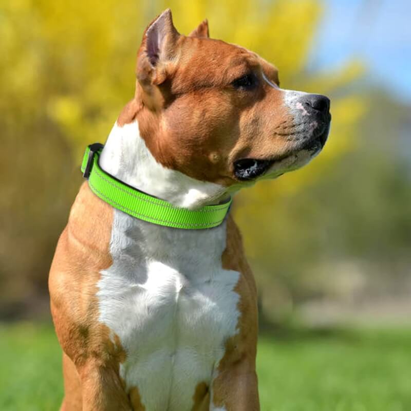 Adjustable Reflective Safety Nylon Dog Collar