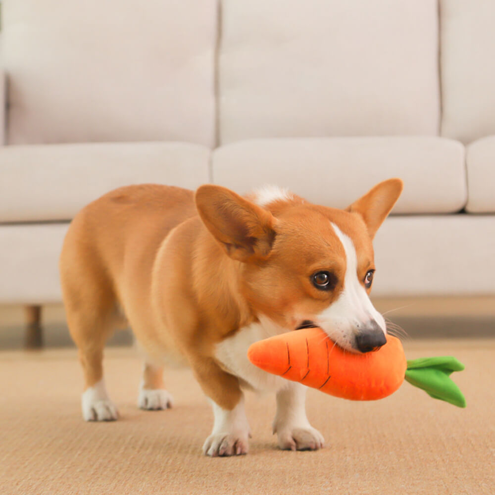 Karotte, quietschendes Plüschtier, interaktives Hundespielzeug