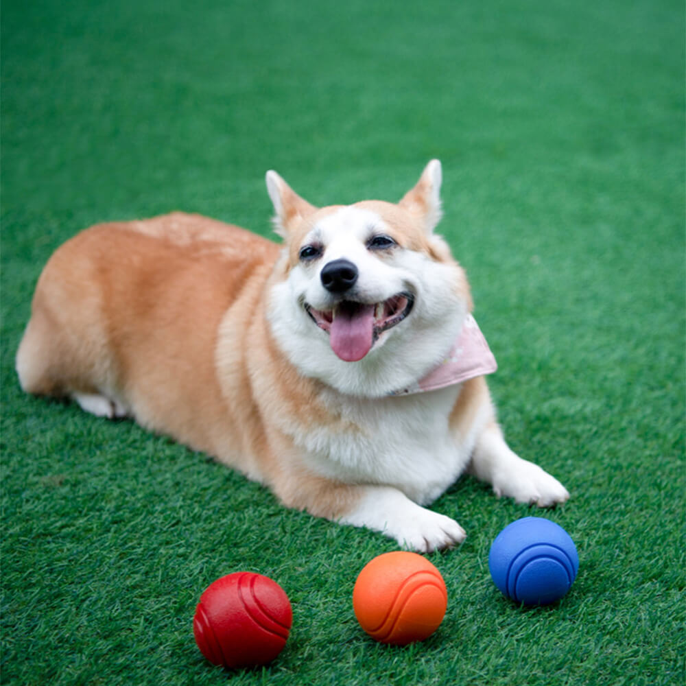 Juguete elástico de bola chirriante, bola de agua flotante, juguete para masticar para perros