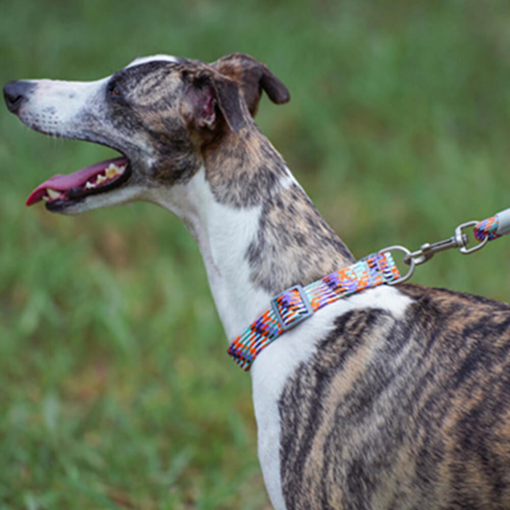 Collier et laisse pour chien anti-traction réglables à tissage réfléchissant