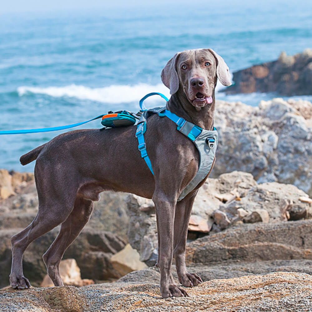 Kit multifuncional para caminar con arnés y correa para perros grandes, cómodo, sin tirones