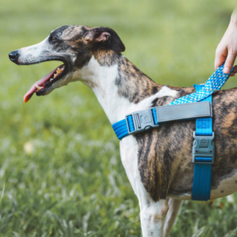 Arnés grande para perros con tirón anti reflectante para maletero