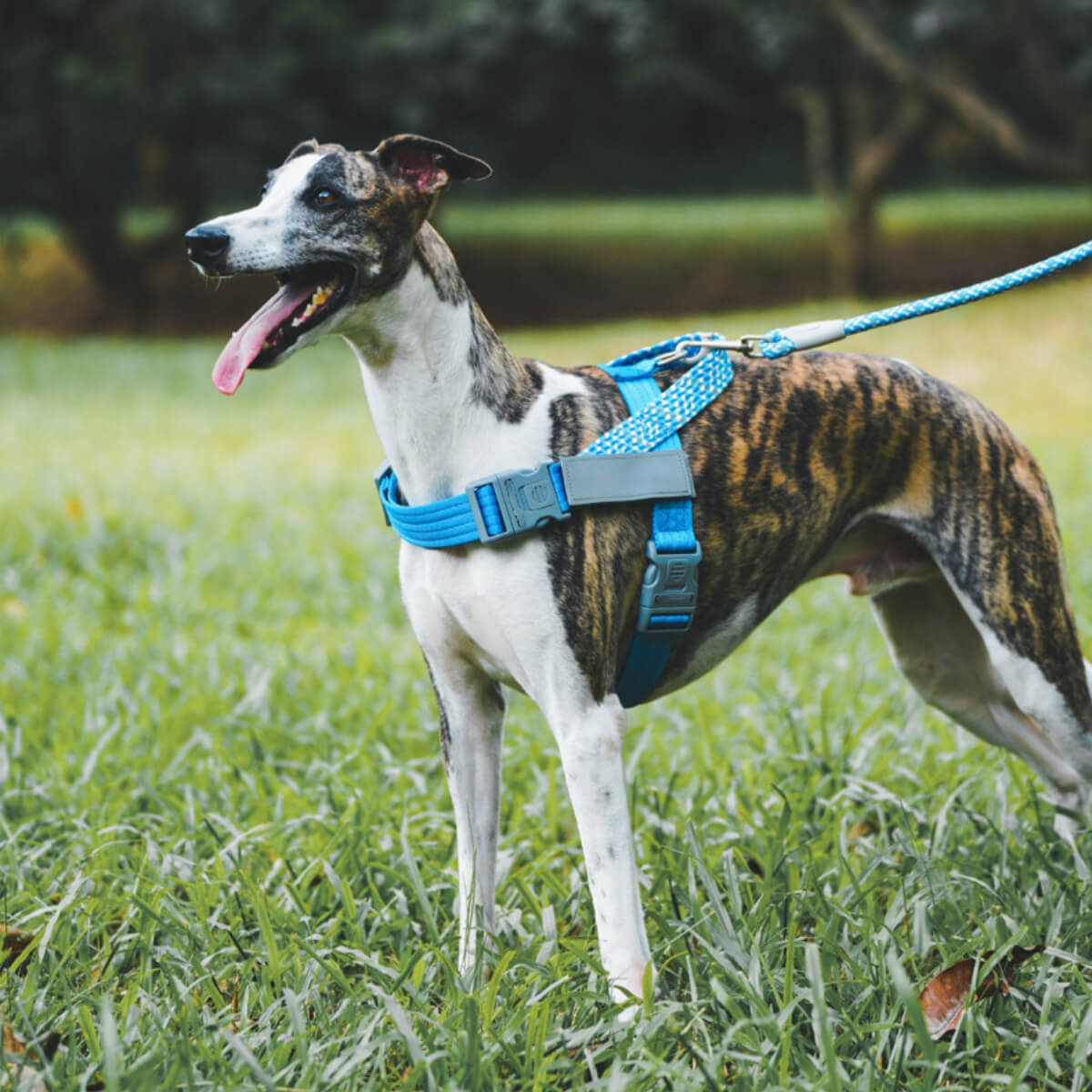 Harnais réfléchissant anti-traction pour grand chien, tampon pour coffre