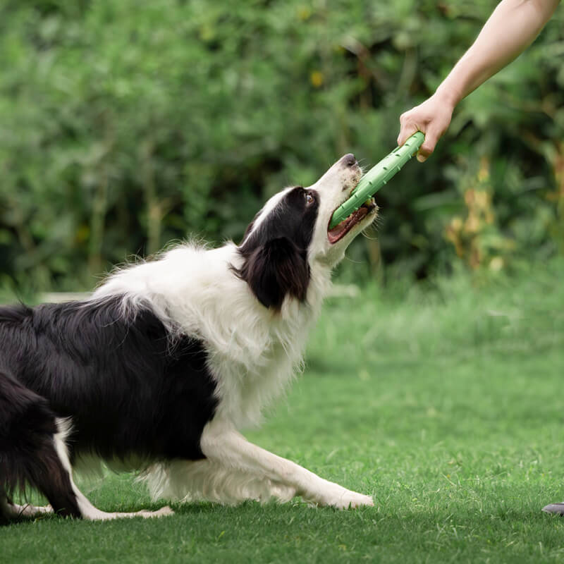 Volant en caoutchouc, jouet interactif pour chien, disque volant