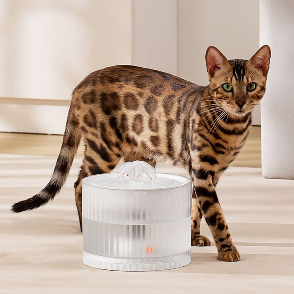 Distributeur d'eau intelligent pour animaux de compagnie à cycle automatique anti-fuite