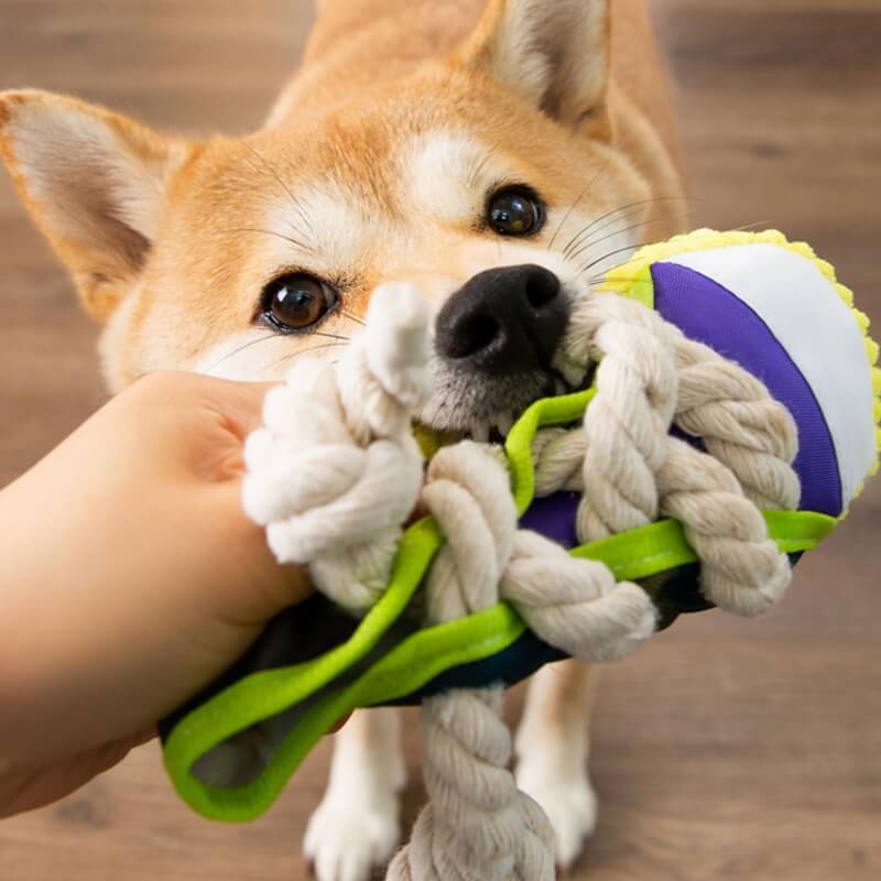 Jouet de dentition pour chien, pantoufles en corde de coton