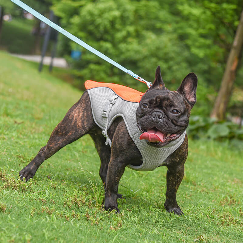 Chaleco transpirable para la prevención de insolaciones Chaleco de enfriamiento para perros empapado en agua