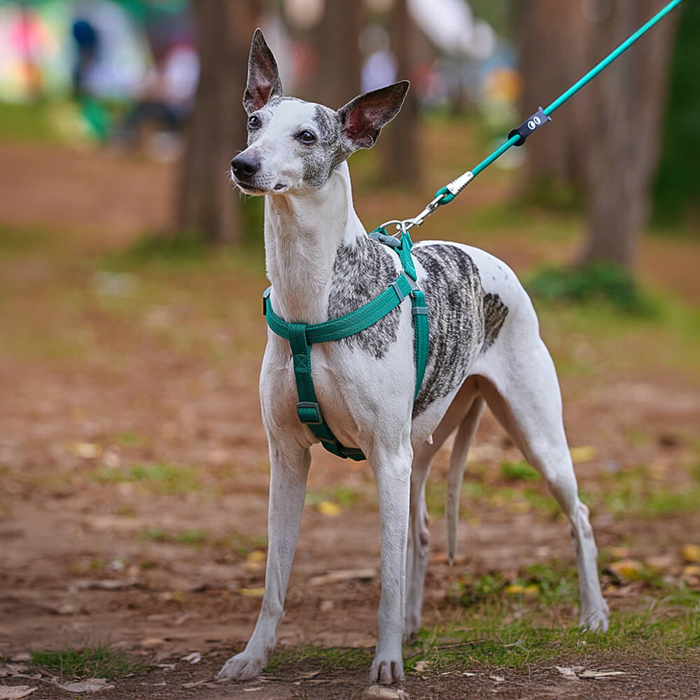 Juego de paseo con arnés para perros ajustable y sin tirones, fácil de usar