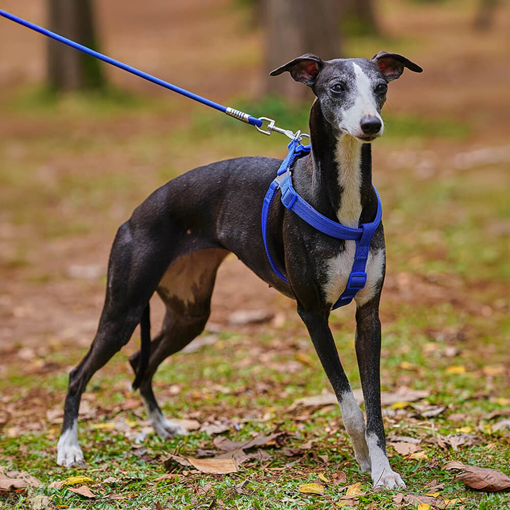 Juego de paseo con arnés para perros ajustable y sin tirones, fácil de usar