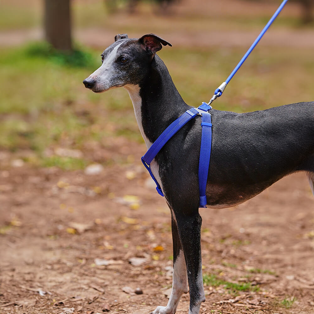 Easy to Wear Adjustable No-Pull Dog Harness Walk Set