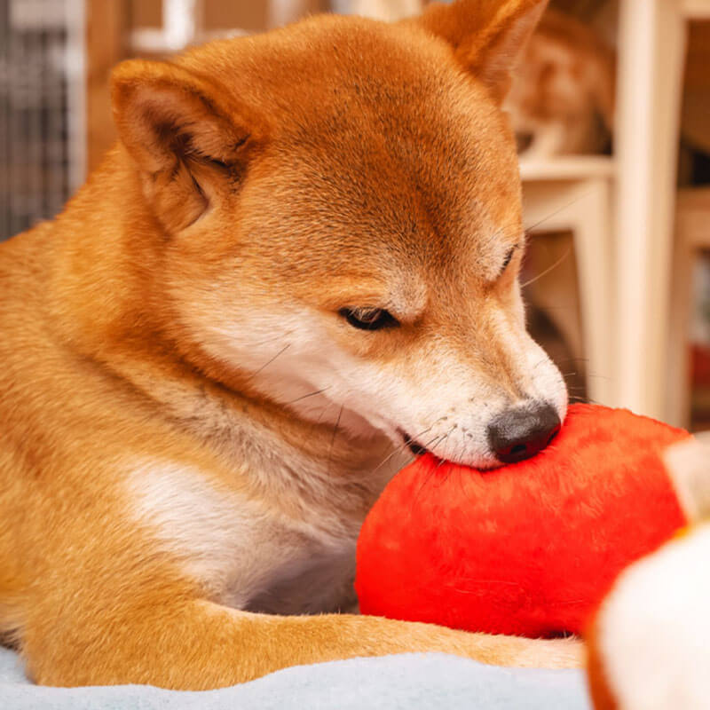 Lustiges Plüsch-Quietschspielzeug für Hunde – Hintern