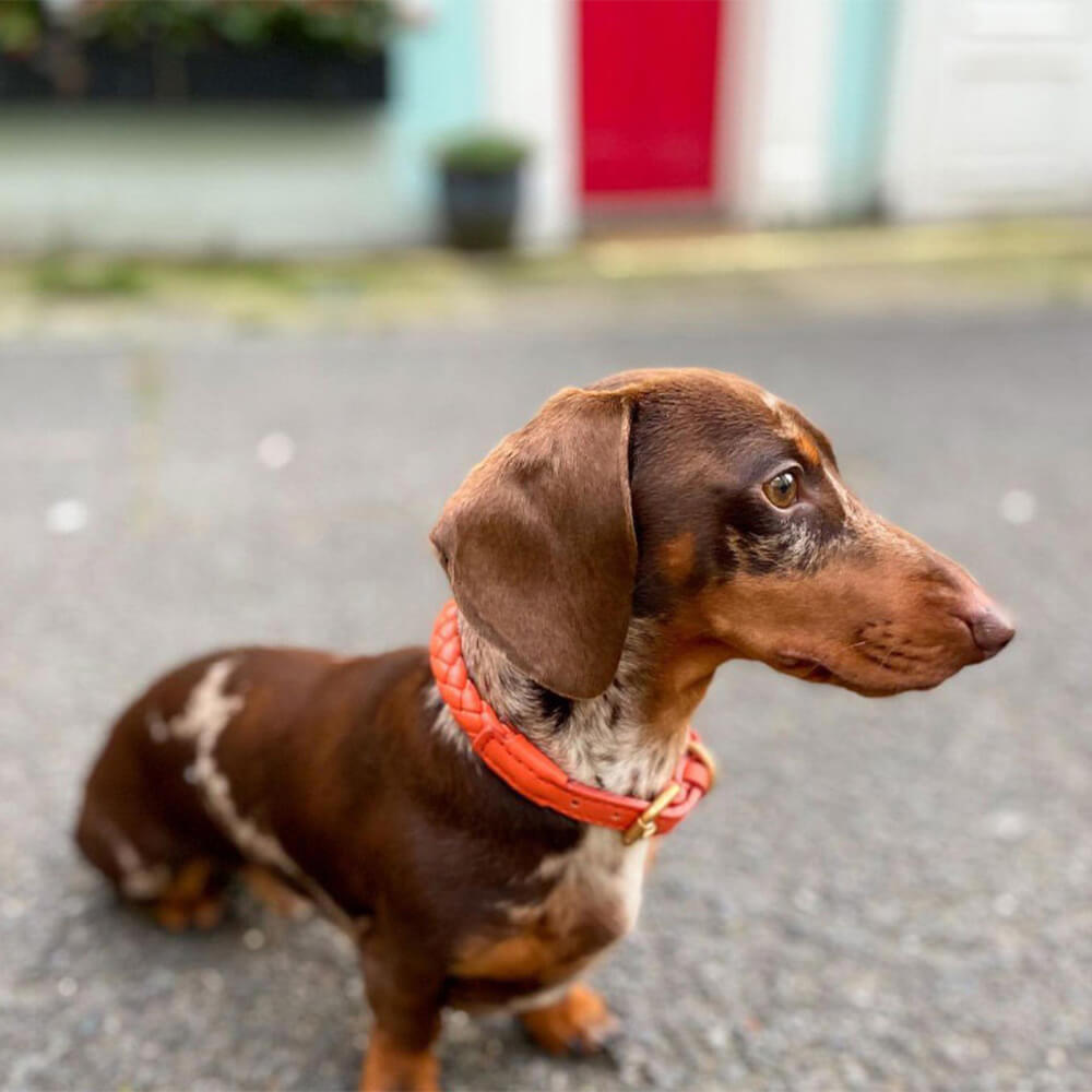 Conjunto de coleira e trela para cachorro em couro sintético tecido à mão