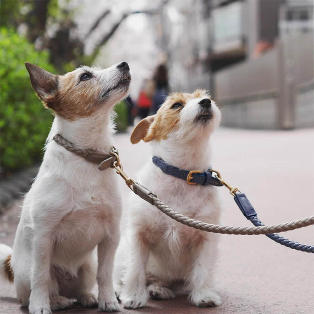 Conjunto de coleira e trela para cachorro em couro sintético tecido à mão