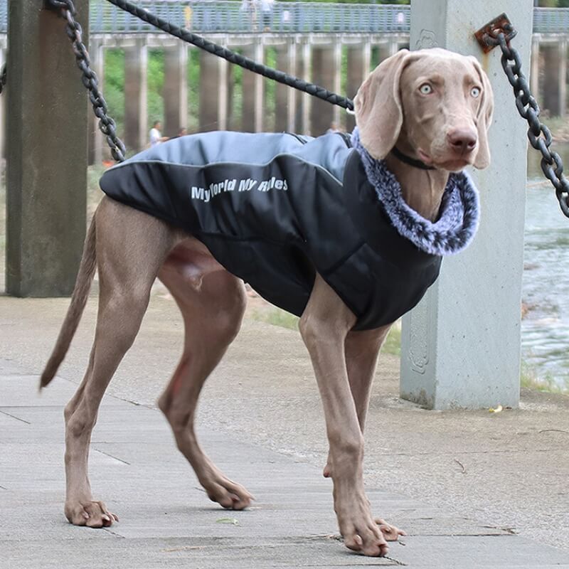 Warmer, cooler Hundezubehör-Jacke mit hohem Kragen, verdickter, cooler Hundezubehör-Baumwollmantel