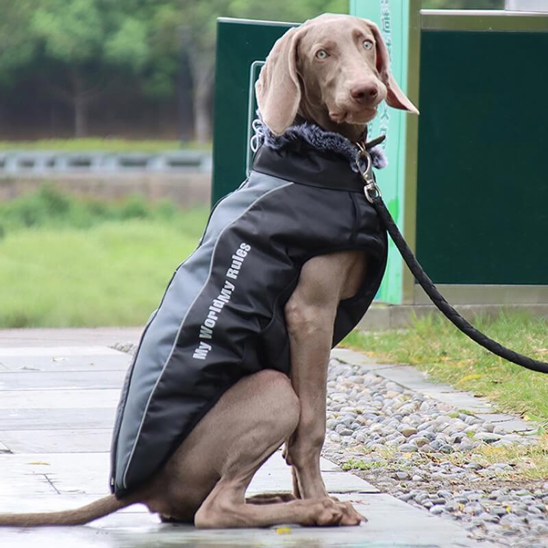 Chaqueta de accesorios para perros frescos y cálidos con cuello alto, abrigo de algodón grueso y fresco para accesorios para perros