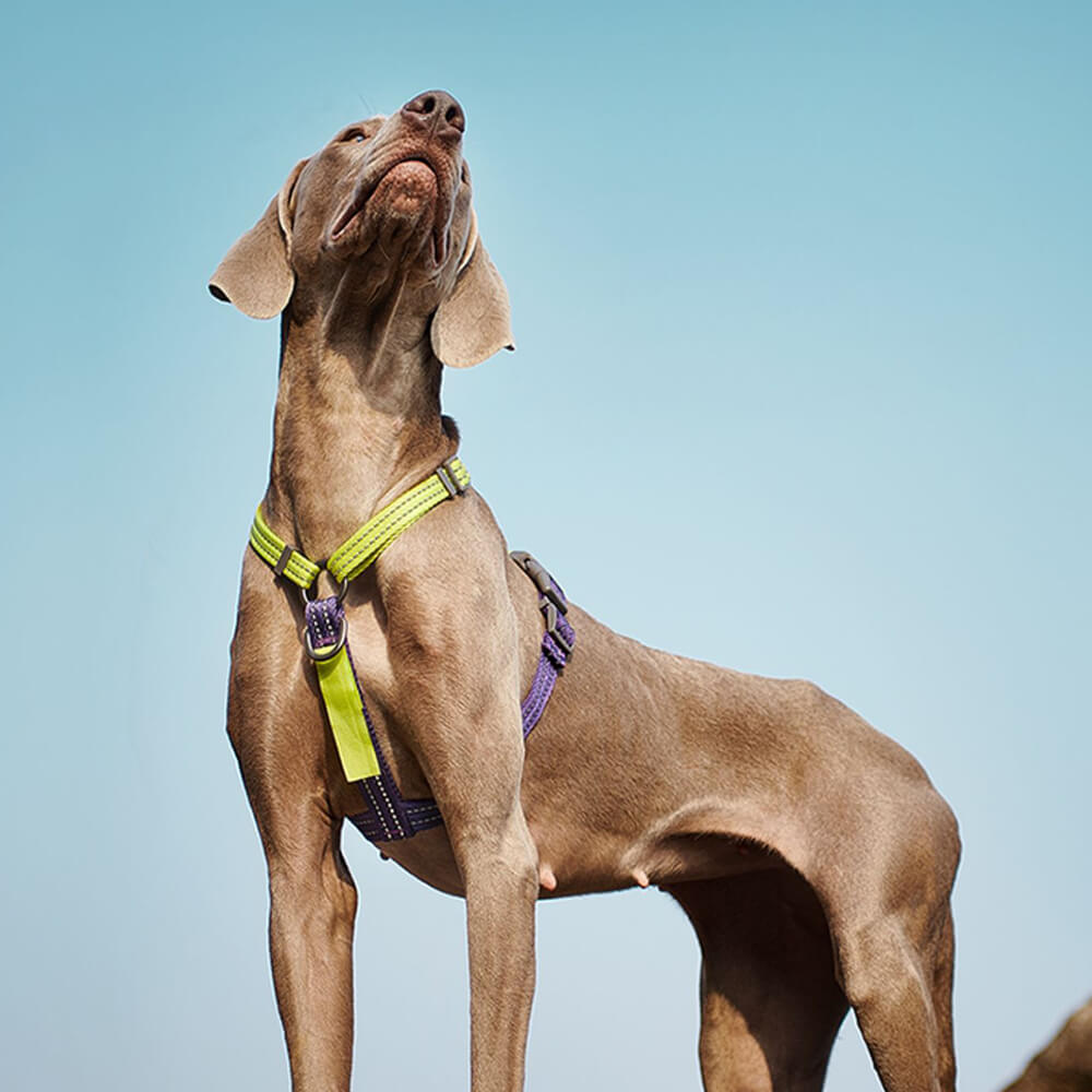 Harnais d'équilibre réfléchissant à boucle et col pour chien, sans traction