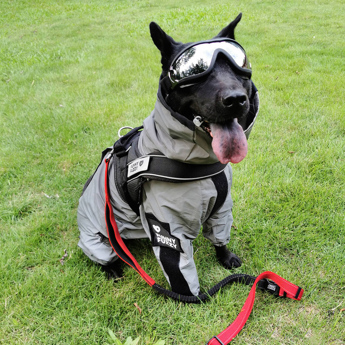 Juego de paseo con accesorios para perros Swag & Safe Cool