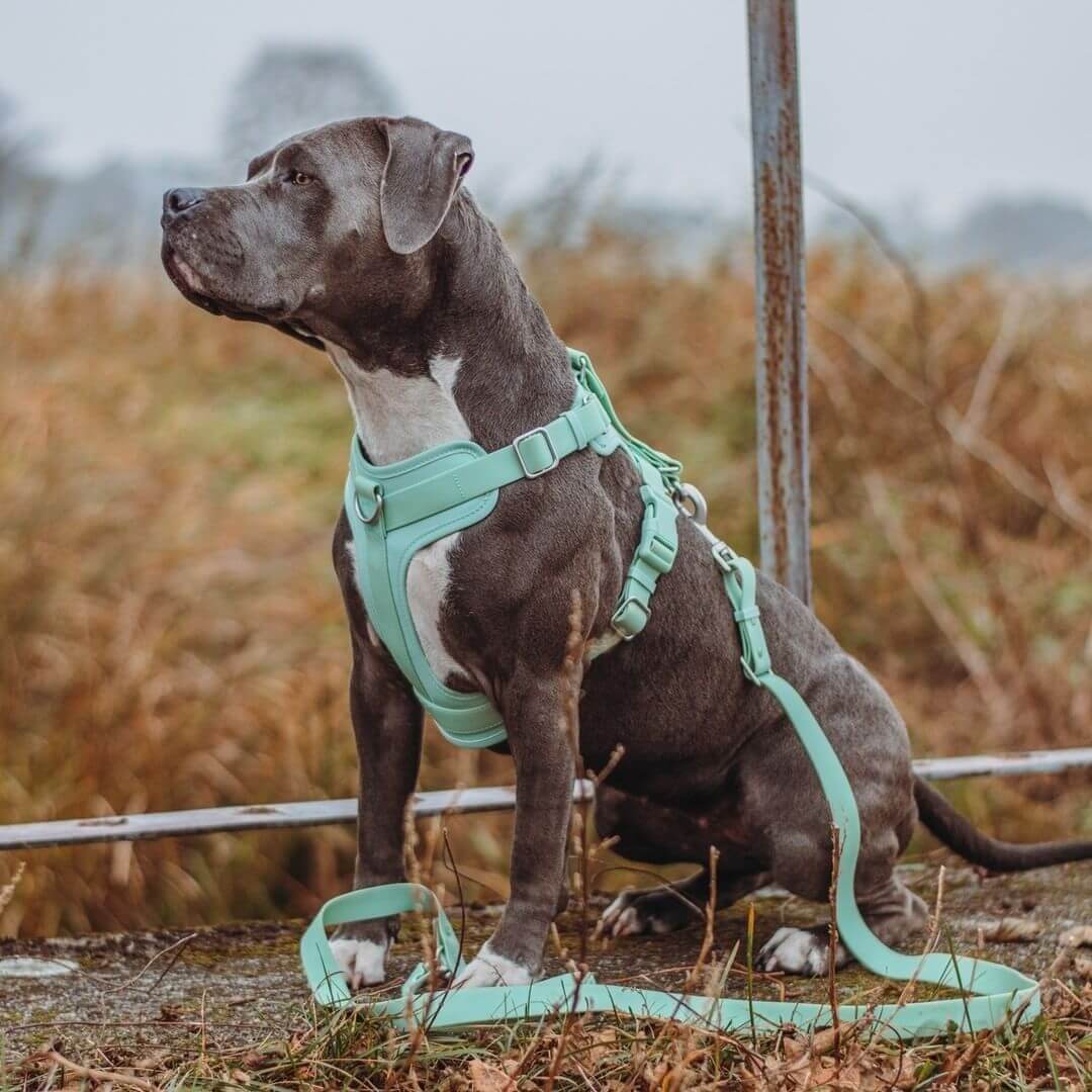 Gummiartiges Hundegeschirr