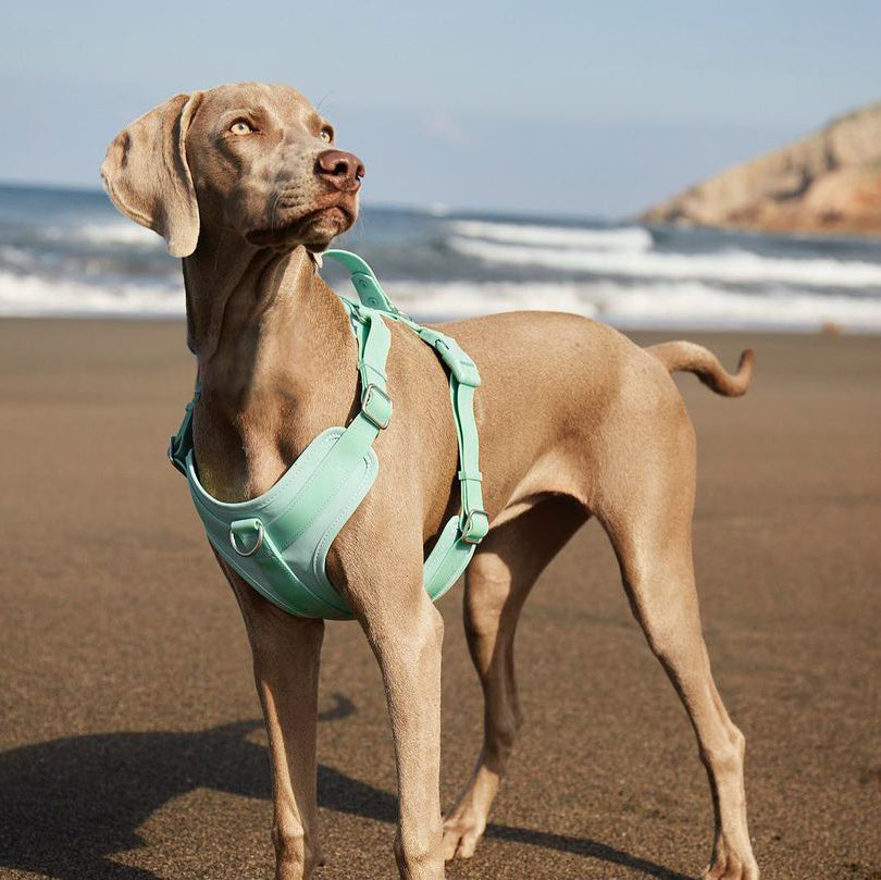 Arnês para cachorro de goma